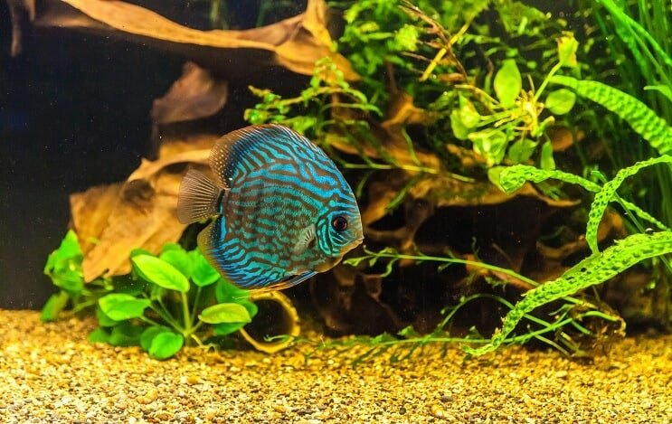Poisson discus dans le réservoir