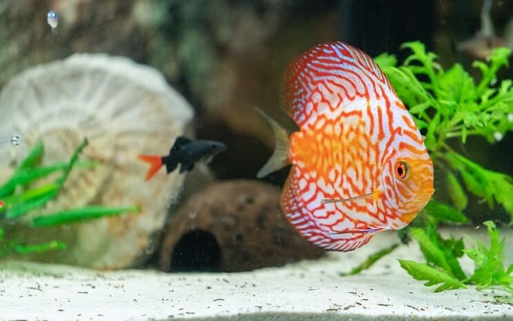 Compagnons de réservoir de poissons Discus