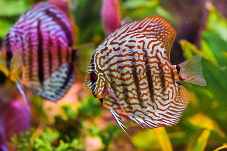 2 poissons discus