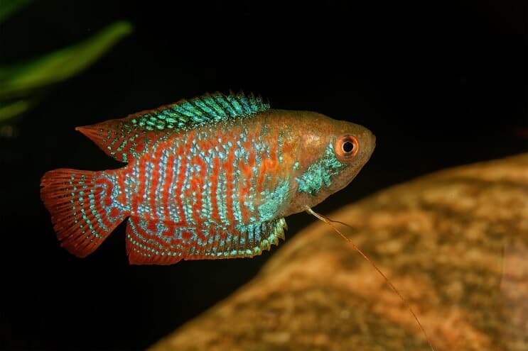 Gourami nain