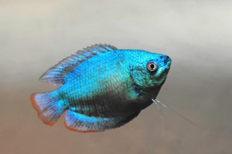 Apparence du gourami nain