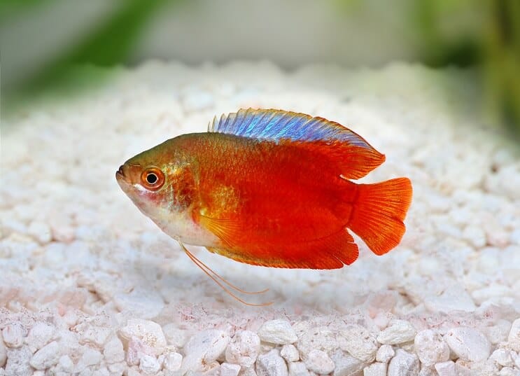 Gourami nain de flamme