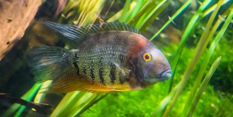 Cichlidé à bandes