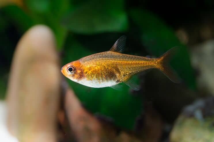 Apparence Ember Tetra