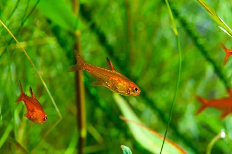 Ember Tetra Natation