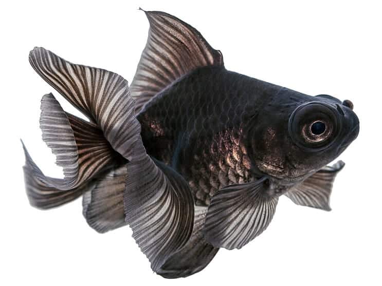 Poisson rouge télescope noir