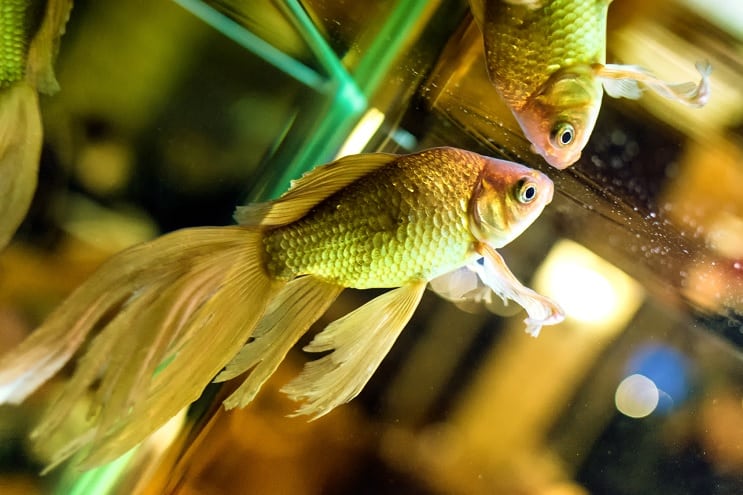 Poisson rouge Fantail