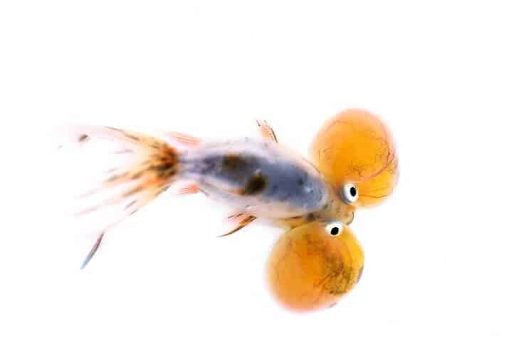 Poisson rouge à bulles