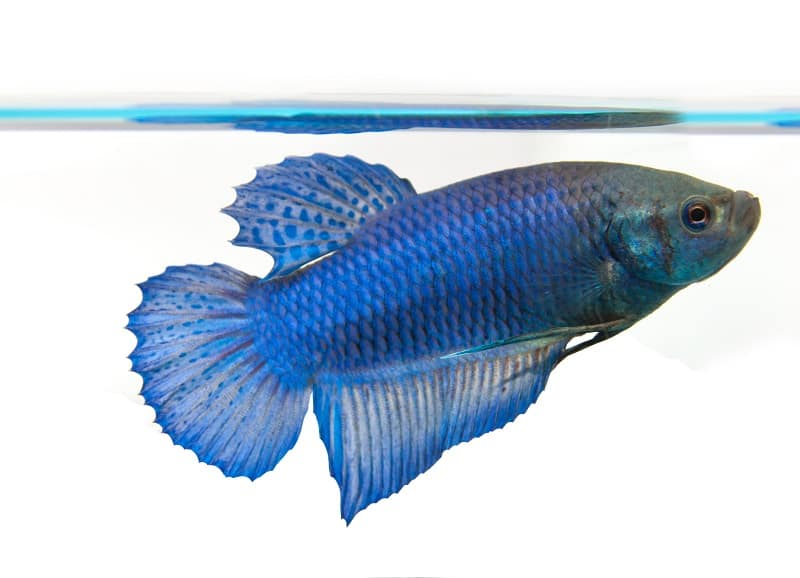 poisson betta femelle