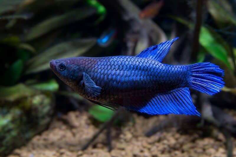Poisson Betta femelle