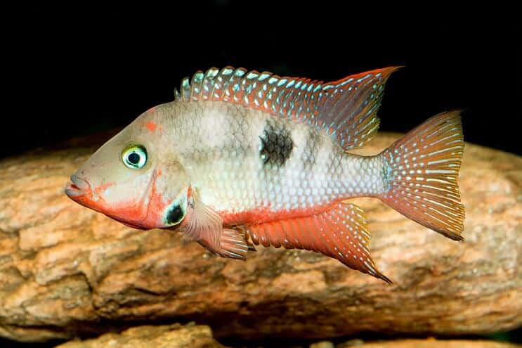 Cichlidé Firemouth
