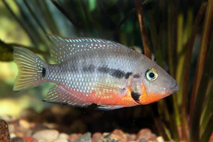 Alimentation des cichlidés Firemouth