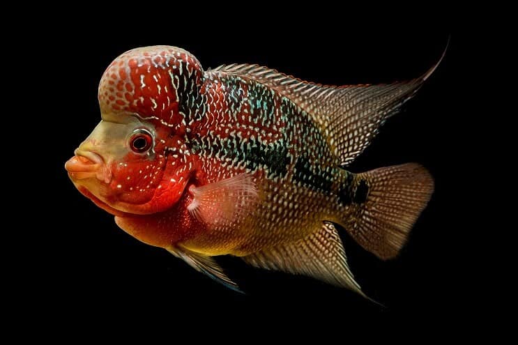 Apparence de cichlidés Flowerhorn
