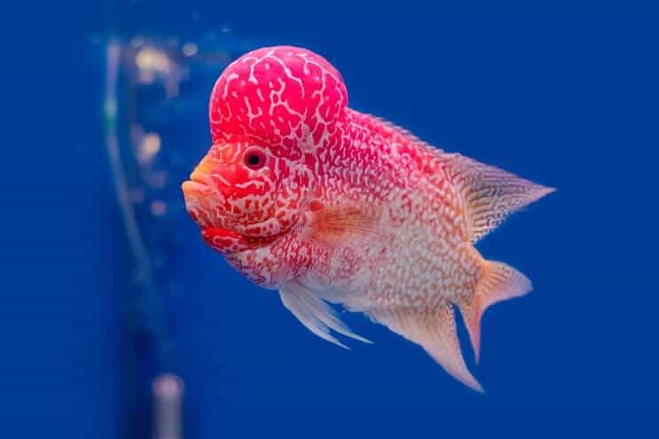 Présentation de Flowerhorn Cichlid