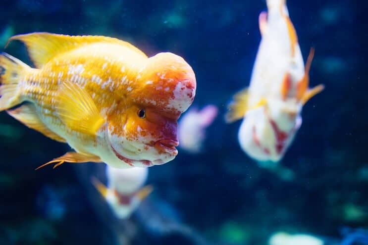 Flowerhorn Cichlidé