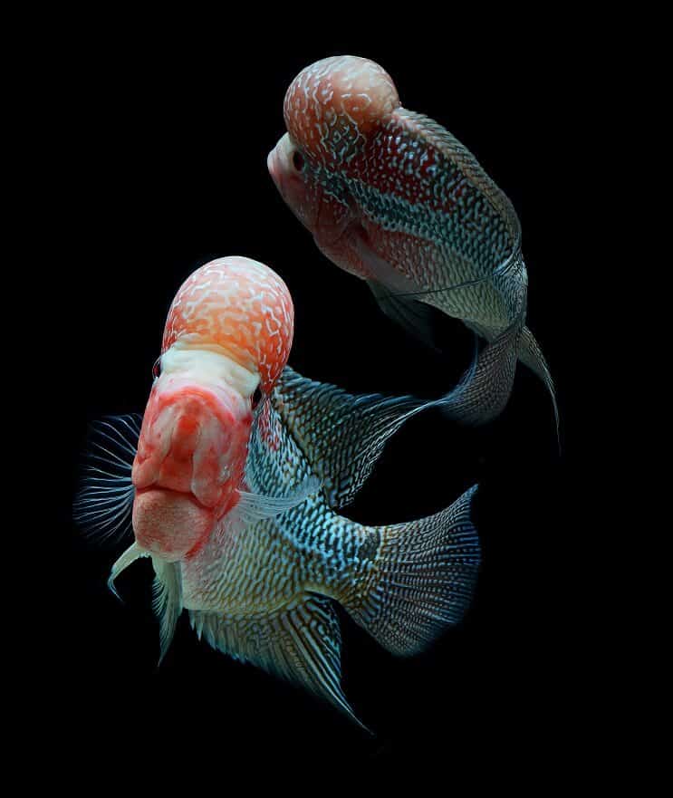 Compagnons de réservoir Flowerhorn Cichlid