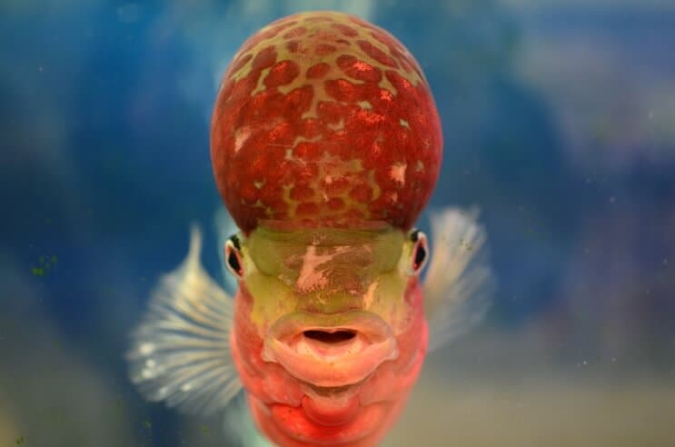 Flowerhorn Cichlid de l'avant