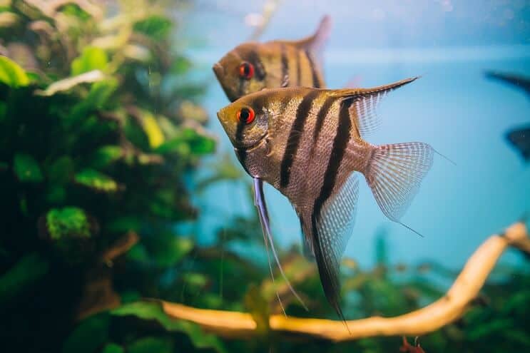 Poisson-ange