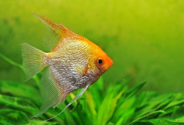 Poisson-ange d'or