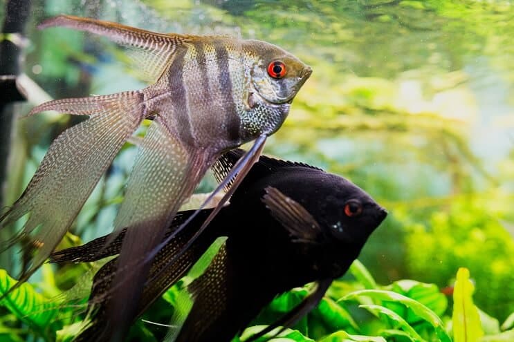 Habitat du poisson-ange