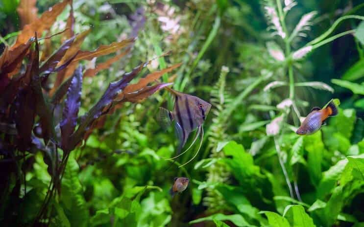 Compagnons de chars Angelfish