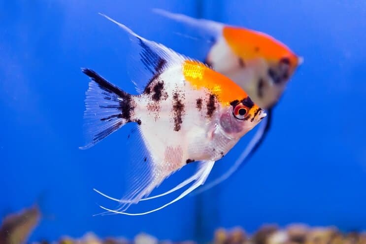 Poisson-ange Koi