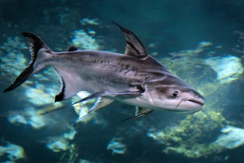 requins d'eau douce