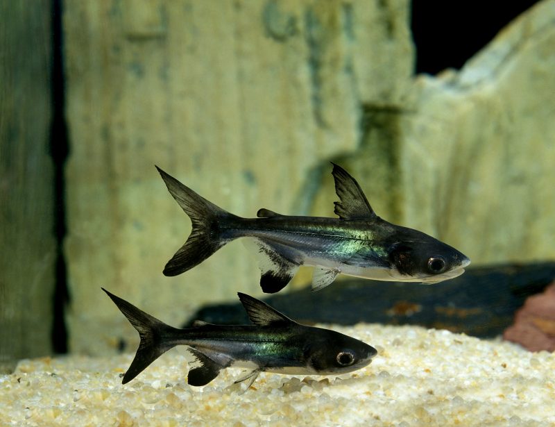 requin d'eau douce