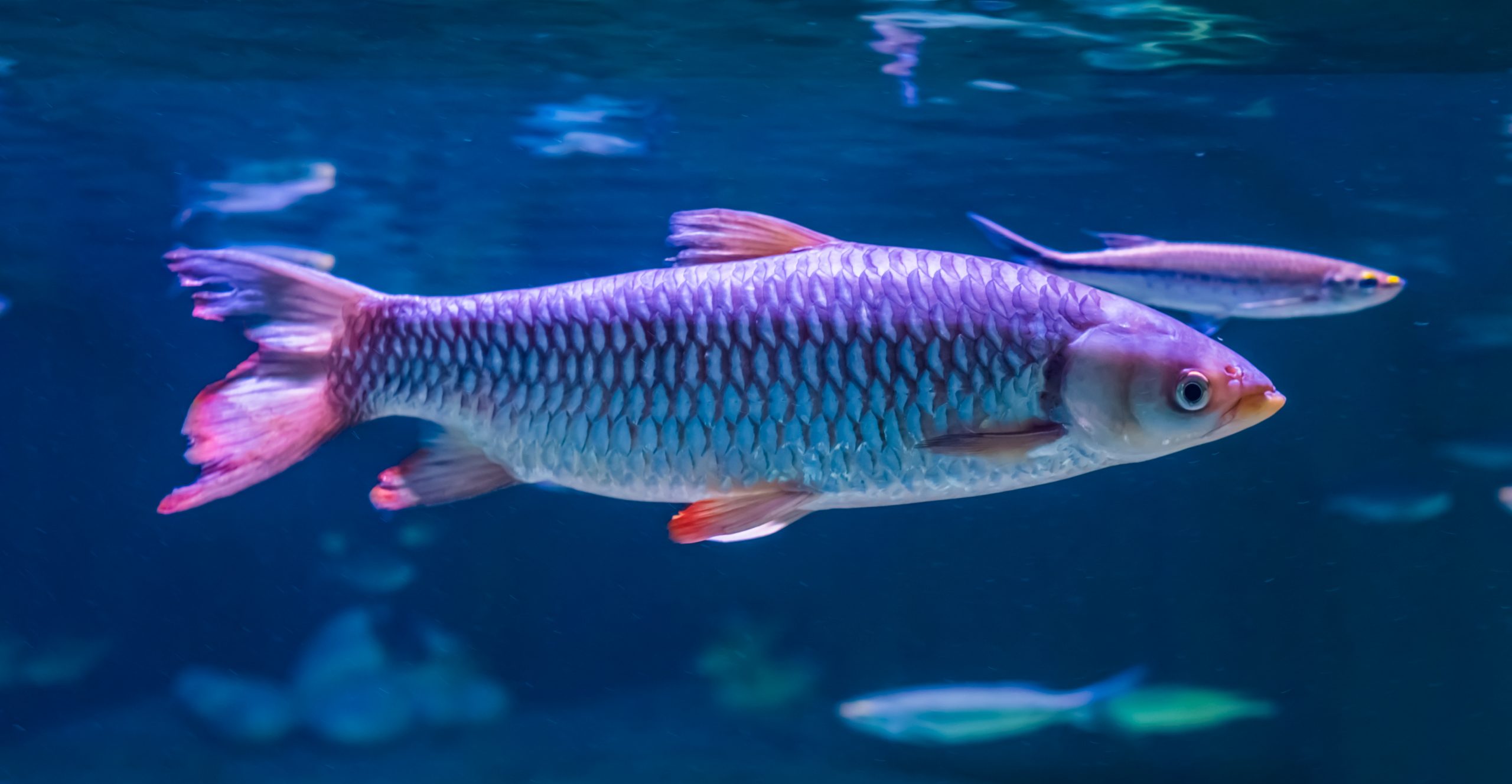 Requin Apollo argenté 