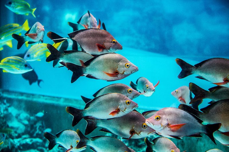 requins d'eau douce
