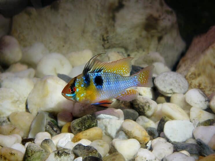 Bélier bleu allemand