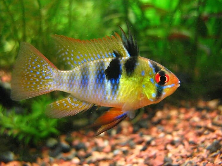 Bélier bleu allemand natation