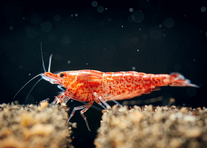 Crevettes cerises