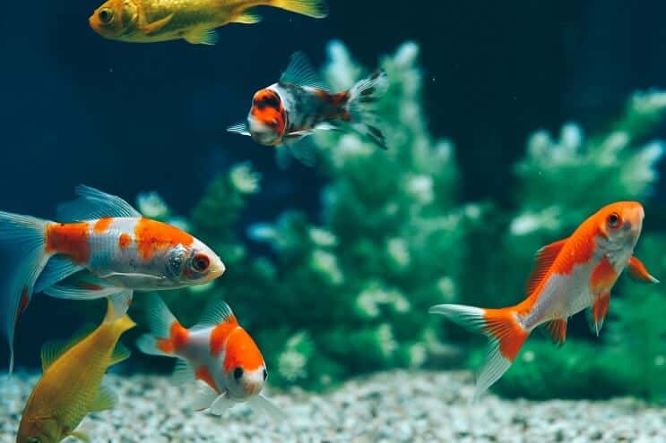 Poisson rouge commun