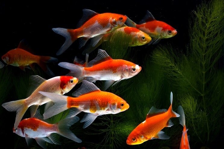 Poisson rouge Koi