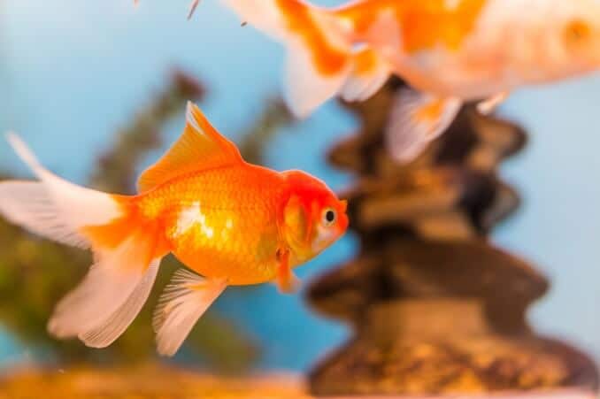 Poisson rouge