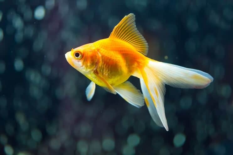 Poisson rouge Fantail