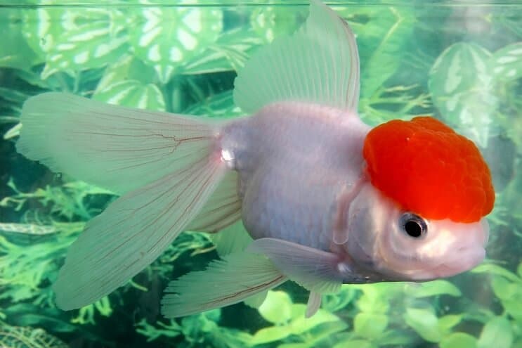Poisson rouge Oranda