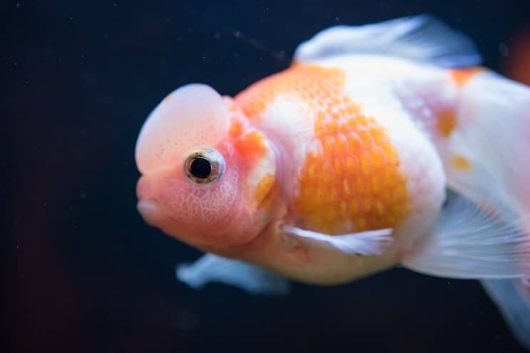 Poisson rouge en écailles de perles