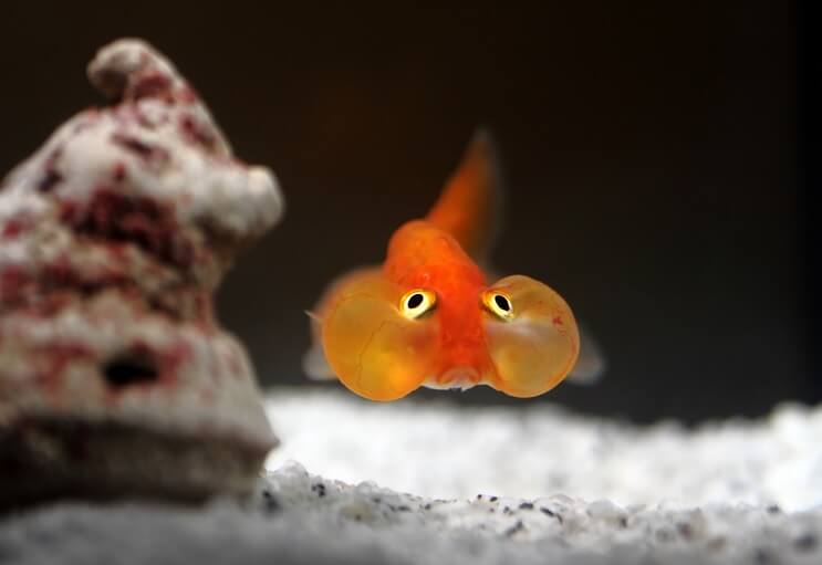 Poisson rouge à bulles