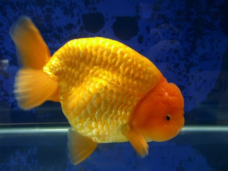 Poisson rouge Ranchu