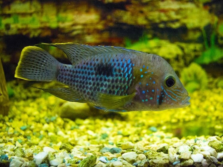 Cichlidé de la terreur verte