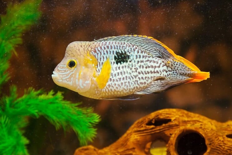 Poisson de terreur verte