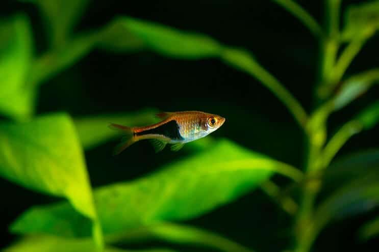 Arlequin Rasbora