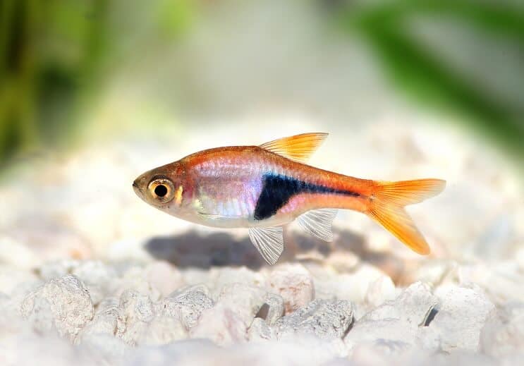 Apparence de l'Arlequin Rasbora