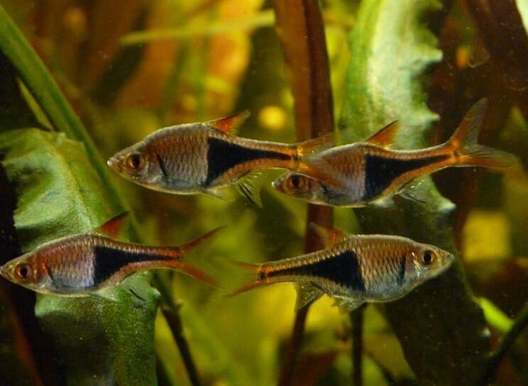 Conditions du char Harlequin Rasbora