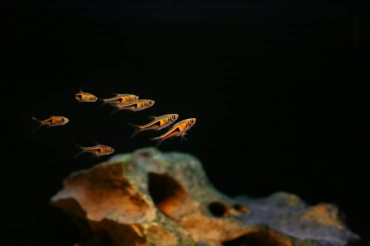 Compagnons de réservoir Harlequin Rasbora