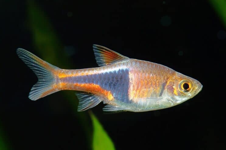 Soins Arlequin Rasbora