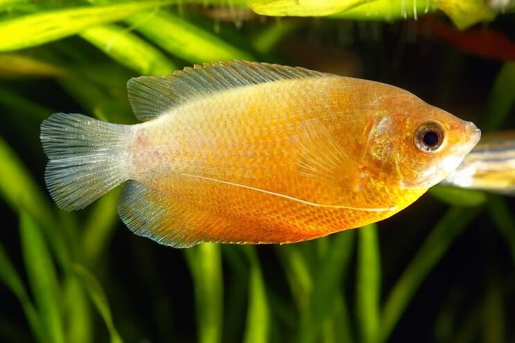 Gourami au miel