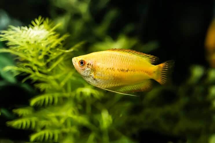 Apparence de gourami au miel